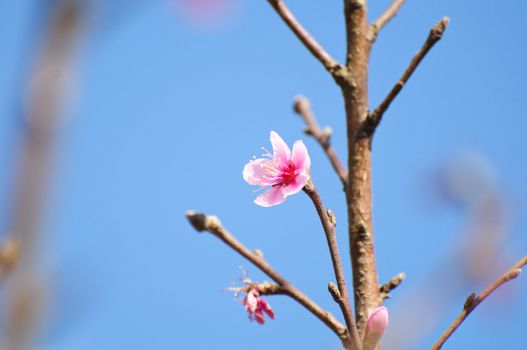 Thai Sakura flower, called "Tiger queen" in Thai