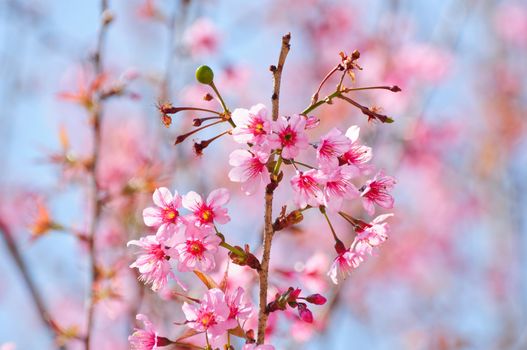 Thai Sakura flower, called "Tiger queen" in Thai