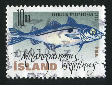 ICELAND - CIRCA 2000: Fish. Gadus morhua, circa 2000.