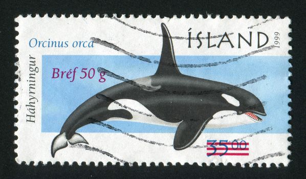 ICELAND - CIRCA 1999: Marine mammals. Orcinus orca, circa 1999.