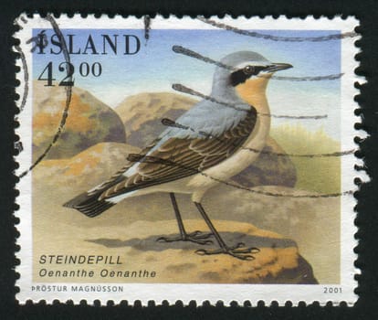 ICELAND - CIRCA 2001:  Birds. Oenanthe oenanthe, circa 2001.