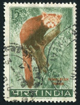 INDIA - CIRCA 1962: Red Panda, is a small arboreal mammal and the only species of the genus Ailurus, circa 1962.