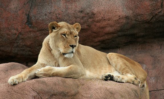 A lioness sitting on her a rock, watching over her domain.