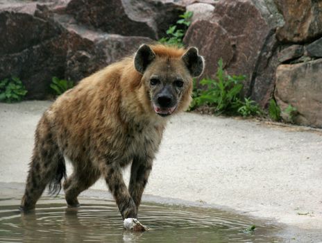 A hyena standing over a bone.