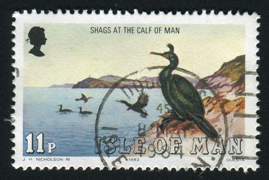 ISLE OF MAN - CIRCA 1983: Shags, Calf of Man, circa 1983.