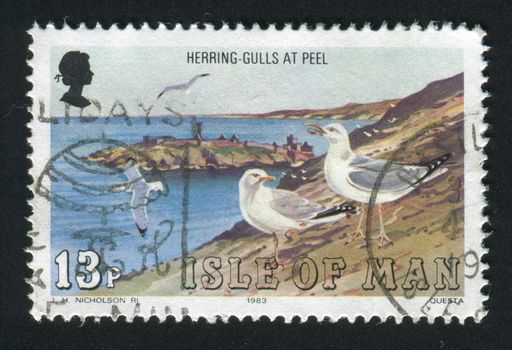 ISLE OF MAN - CIRCA 1983: Herring gulls, Peel, circa 1983.