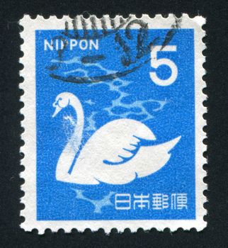 JAPAN - CIRCA 1962: The white swan floats on lake, circa 1962.
