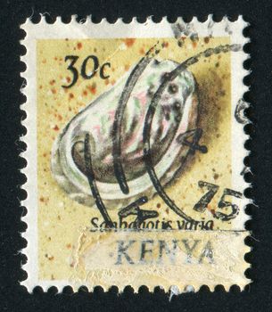 KENYA - CIRCA 1969: Gastropod shell is a shell which is part of the body of a gastropod or snail, circa 1969.