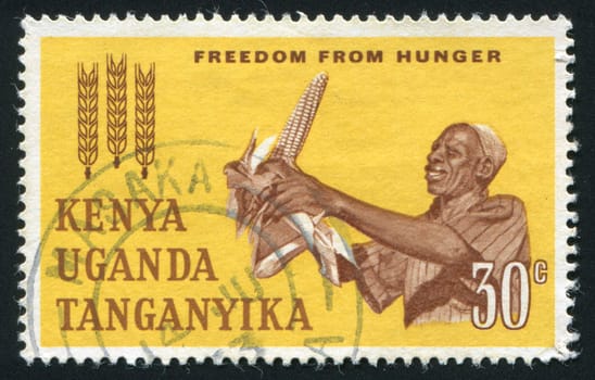 KENYA - CIRCA 1963: The person reaps a corn crop, circa 1963.