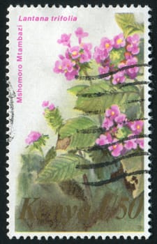 KENYA - CIRCA 1983: Lantana is a genus of about 150 species of perennial flowering plants, circa 1983.