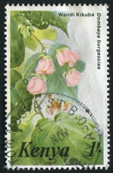 KENYA - CIRCA 1983: Dombeya is a flowering plant genus, circa 1983.