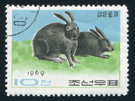 NORTH KOREA - CIRCA 1969: Two grey rabbits play, circa 1969.