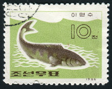 NORTH KOREA - CIRCA 1966: Fish floats in water, Tokyo, circa 1966.
