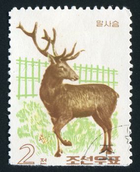 NORTH KOREA - CIRCA 1966: side view of majestic whitetail buck in sunlight against dark woods, circa 1966.