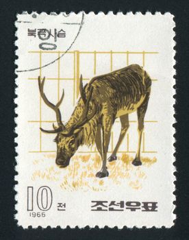 NORTH KOREA - CIRCA 1966: The polar deer eats a grass, circa 1966.
