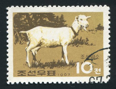 NORTH KOREA - CIRCA 1967: The goat is grazed on a meadow, circa 1967.