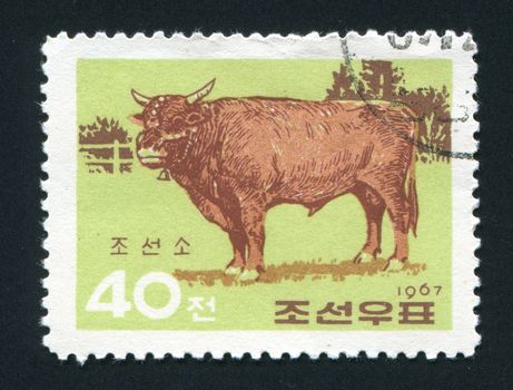 NORTH KOREA - CIRCA 1967: The cow is grazed on a meadow, circa 1967.