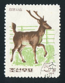 NORTH KOREA - CIRCA 1966: side view of majestic whitetail buck in sunlight against dark woods, circa 1966.