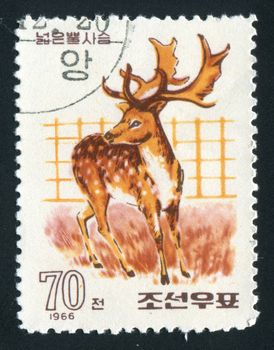 NORTH KOREA - CIRCA 1966: side view of majestic whitetail buck in sunlight against dark woods, circa 1966.