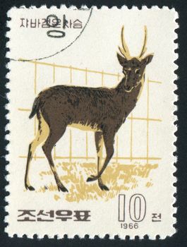 NORTH KOREA - CIRCA 1966: side view of majestic whitetail buck in sunlight against dark woods, circa 1966.