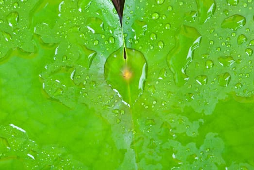 close up of rain drop on lotus leaf, can be use for health and environment related concept design.
