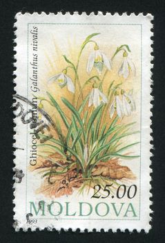 MOLDOVA - CIRCA 1993: Flowers. Saturnia pavonia, circa 1993.