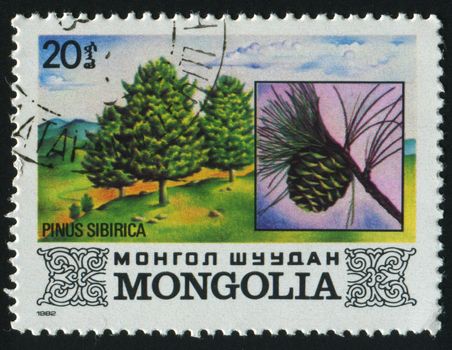 MONGOLIA - CIRCA 1982: Siberian Pine. Tree, circa 1982.
