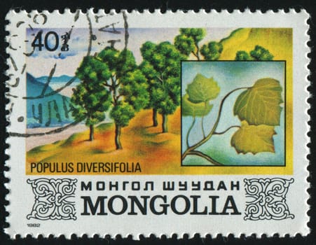 MONGOLIA - CIRCA 1982: Populus diversifolia. Tree, circa 1982.