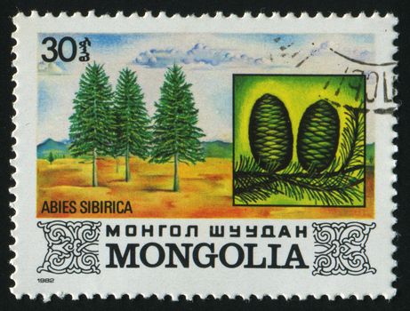 MONGOLIA - CIRCA 1982: Abies sibirica. Tree, circa 1982.