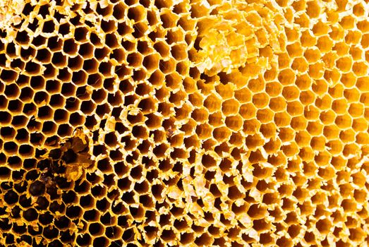 Closeup of honey comb on a sunny day showing detail patterns and gradual lights
