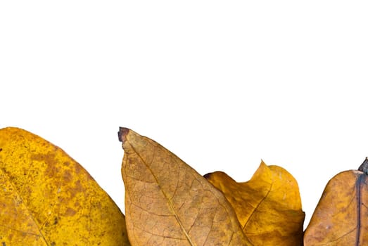 Autumn leaf on white background, used for seasonal, environment related concepts
