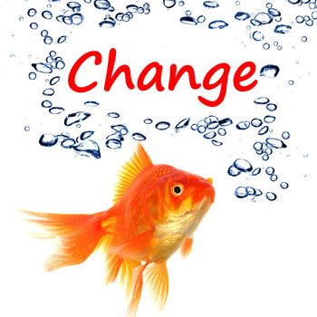 change ahead or future concept with word and goldfish