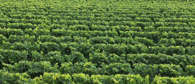 Upper image of a vineyard creating an interesting green natural texture.