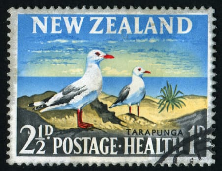 NEW ZEALAND - CIRCA 1963: Two seagulls on a rock, circa 1963.