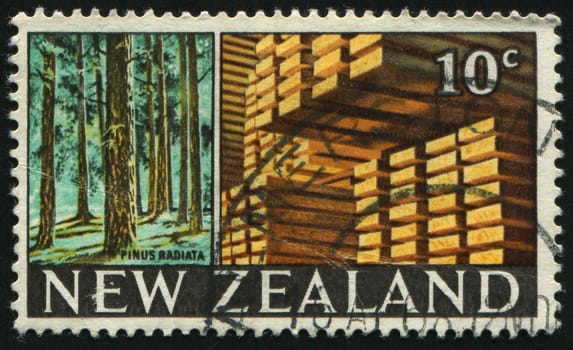 NEW ZEALAND - CIRCA 1968: Radiata pines and stacked lumber, circa 1968.