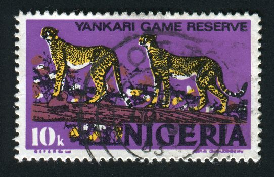 NIGERIA - CIRCA 1983: Two cheetahs on a tree, circa 1983.