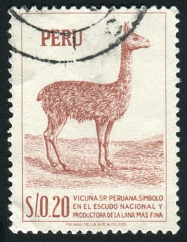 PERU - CIRCA 1979: llama is a South American camelid, widely used as a pack and meat animal by Andean cultures since pre-hispanic times, circa 1979.