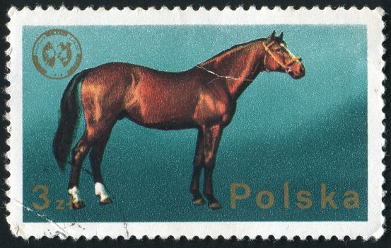 POLAND - CIRCA 1988: The horse is a hoofed (ungulate) mammal, a subspecies of one of seven extant species of the family Equidae, circa 1988.