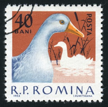 ROMANIA - CIRCA 1963: The image of a goose. Poultry, circa 1963.