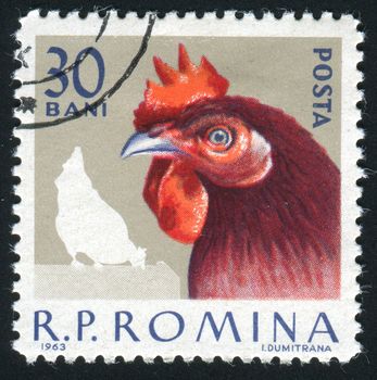 ROMANIA - CIRCA 1963: The image of a cock. Poultry, circa 1963.