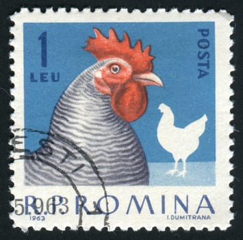 ROMANIA - CIRCA 1963: The image of a cock. Poultry, circa 1963.