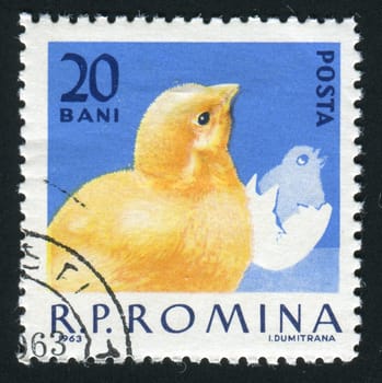 ROMANIA - CIRCA 1963: The image of a cock. Poultry, circa 1963.