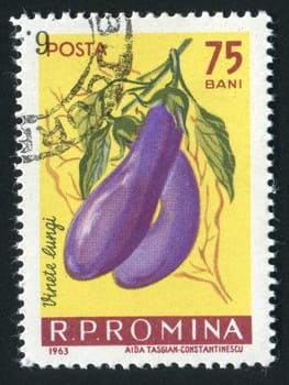 ROMANIA - CIRCA 1963: Organic aubergine growing in hothouse conditions, circa 1963.