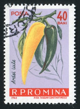 ROMANIA - CIRCA 1963: Hot pepper. Vegetables hang on a branch, circa 1963.