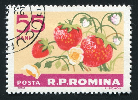 ROMANIA -CIRCA 1963: The wild strawberry hangs on a branch, circa 1963.
