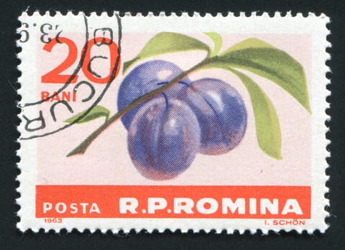 ROMANIA -CIRCA 1963: The plums hangs on a branch, circa 1963.