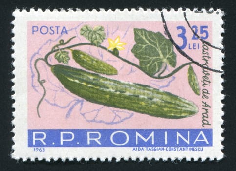ROMANIA -CIRCA 1963: The Cucumbers hangs on a branch, circa 1963.