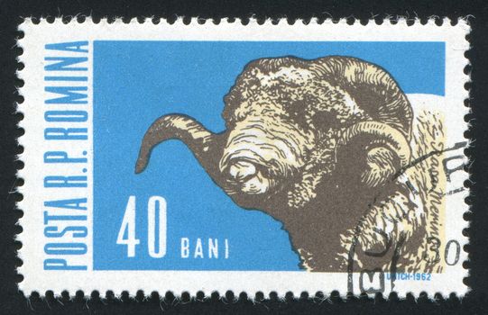 ROMANIA - CIRCA 1962: Industrial cultivation of rams, circa 1962.