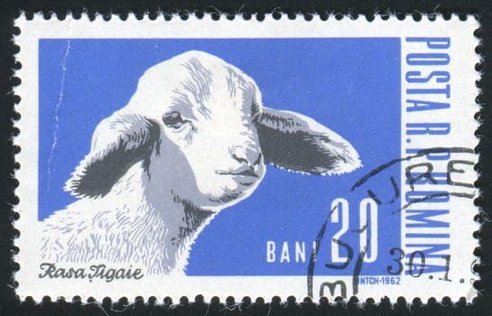 ROMANIA - CIRCA 1962: Industrial cultivation of lamb, circa 1962.