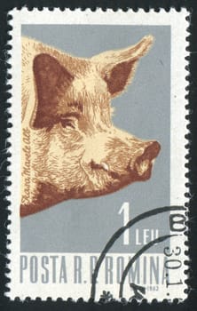 ROMANIA - CIRCA 1962: Industrial cultivation of pig, circa 1962.